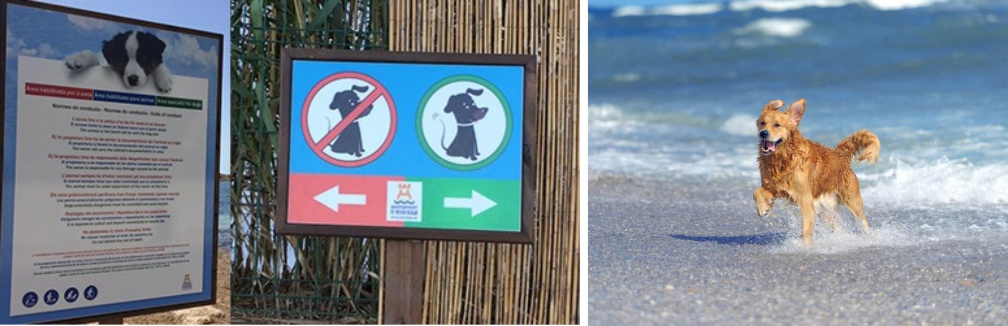 Señal perro permitido en la playa