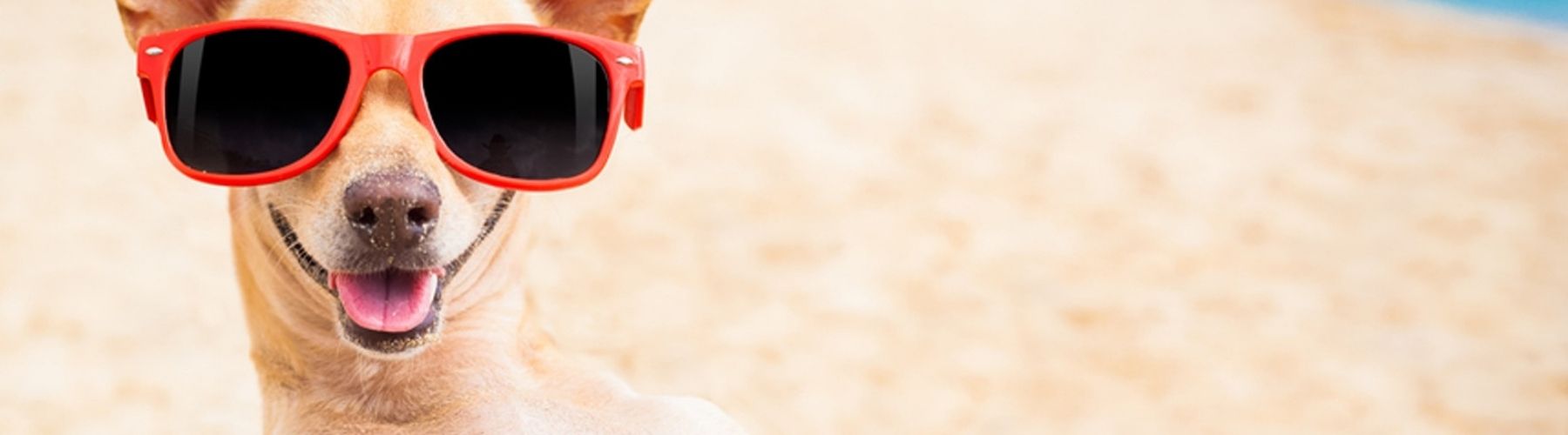 Playas para perros en Galicia: disfruta del verano con tu mascota