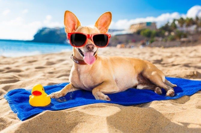 Perro en la playa con gafas de sol