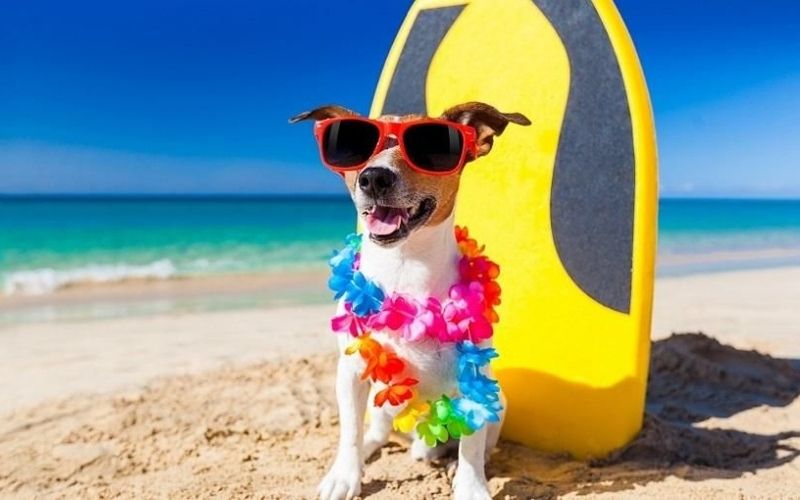 Playas para perros