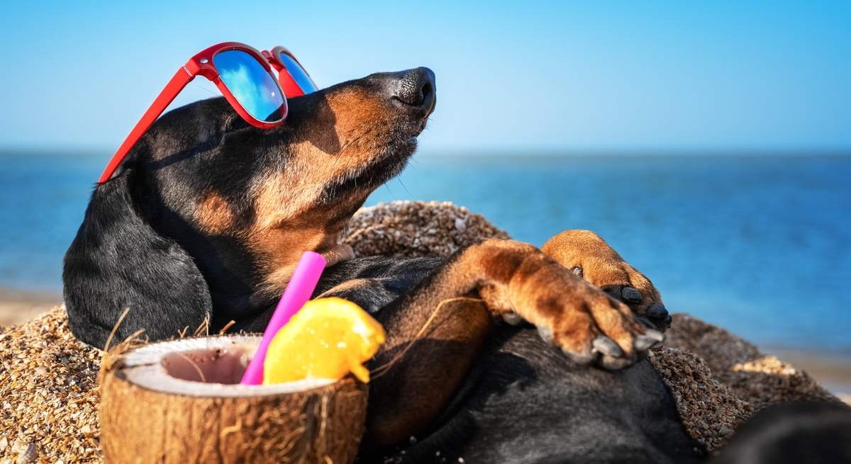 Perro en la playa tumbado al sol