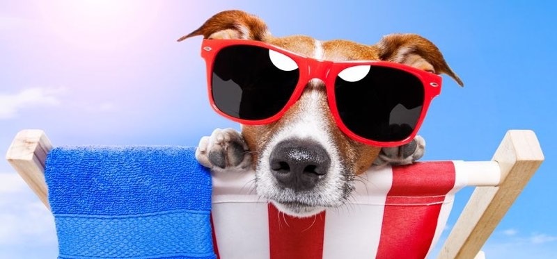 Perro en la playa con gafas de sol mirandote